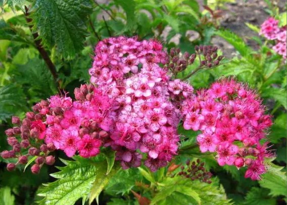 Как называется этот кустарник?