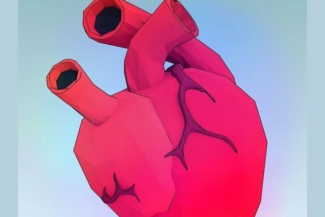 Мышечный средний слой сердца, составляющий основную часть его массы