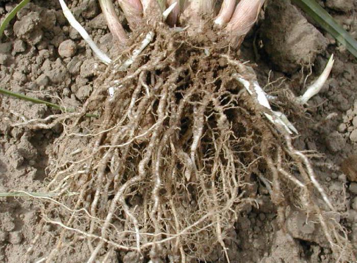 Какую функцию в растении выполняет корень?