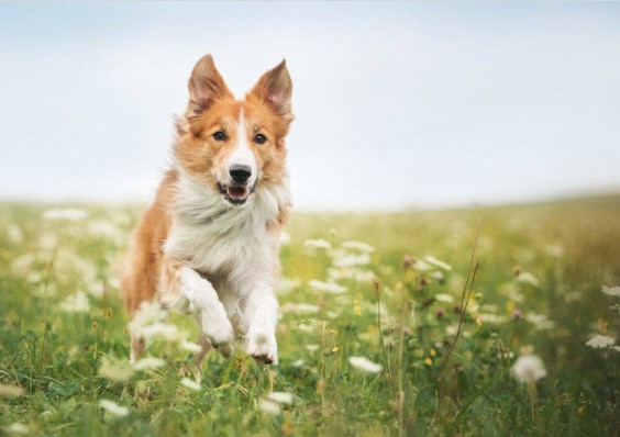 Что такое тандыр?