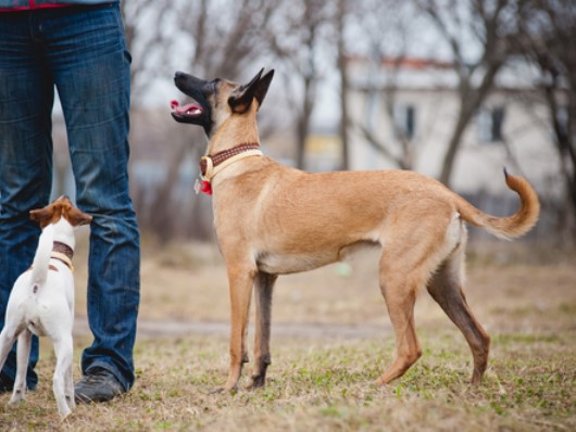 Какая классическая команда является запретом для собаки и означает «не тронь!»