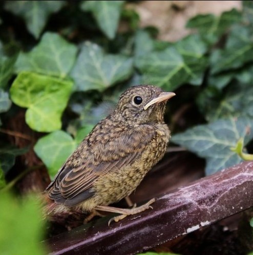 А эта невзрачная птичка — великолепный певец. А называется она ...