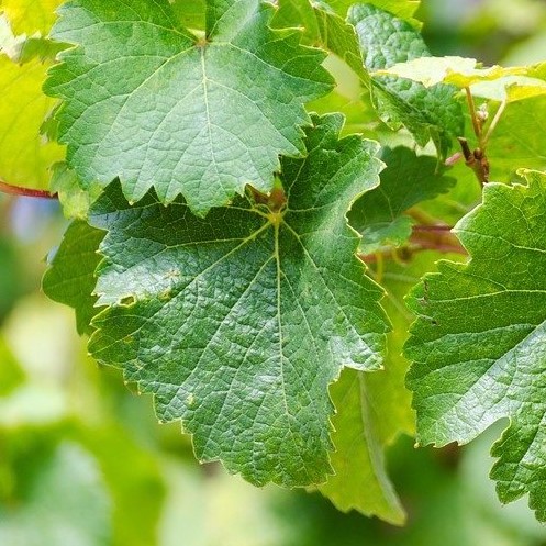 А как называется это растение угадаете?