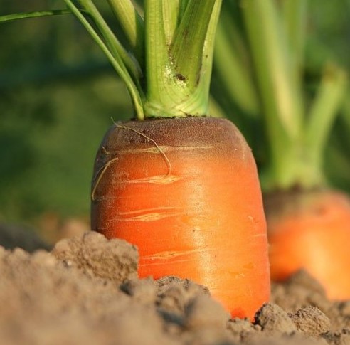   Что будет если съесть очень много моркови?