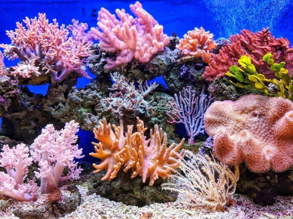 Какой коралловый риф является крупнейшим в мире?