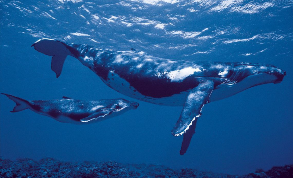 Как бы вы назвали детеныша кита?