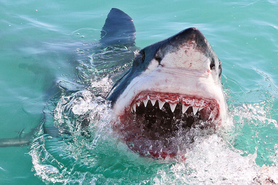 На какого человека реже нападает акула?