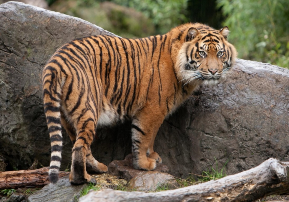 Сколько в среднем лет живёт тигр в дикой природе?