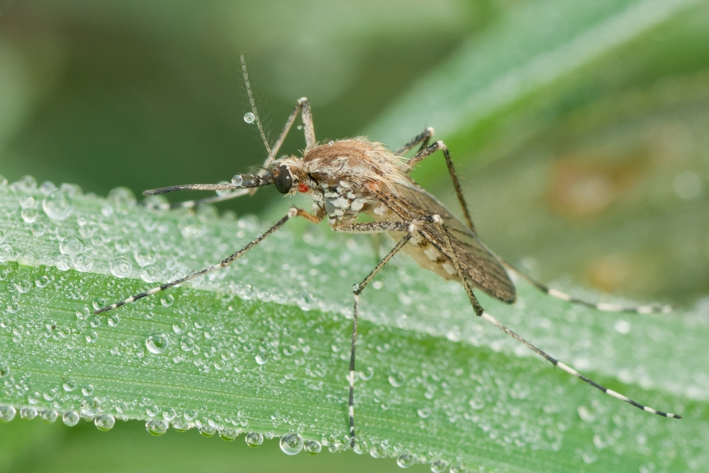 Какой запах поможет отпугнуть от вас надоедливых комаров?