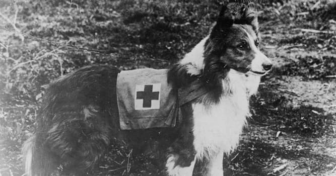 Как звали пса, участвовавшего в разминировании Ленинграда, Сталинграда, Лисичанска во время ВОВ?
