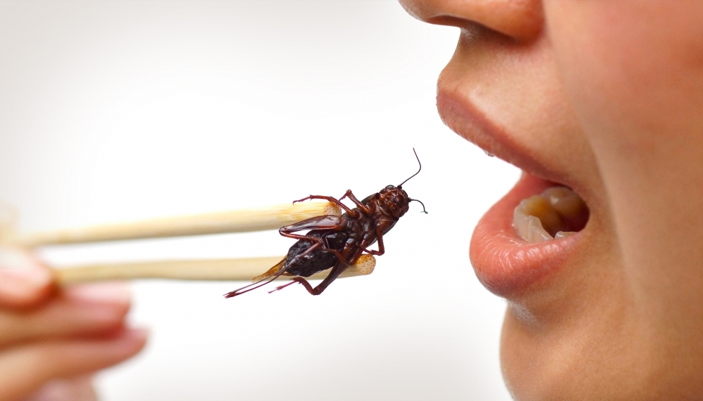 Каких насекомых нельзя есть?