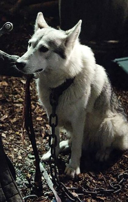 Кому из детей Неда Старка принадлежит волчица Леди?