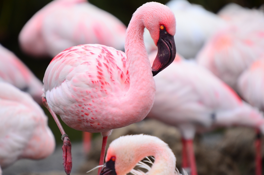 В зоопарке фламинго кормят креветками и другими морепродуктами.