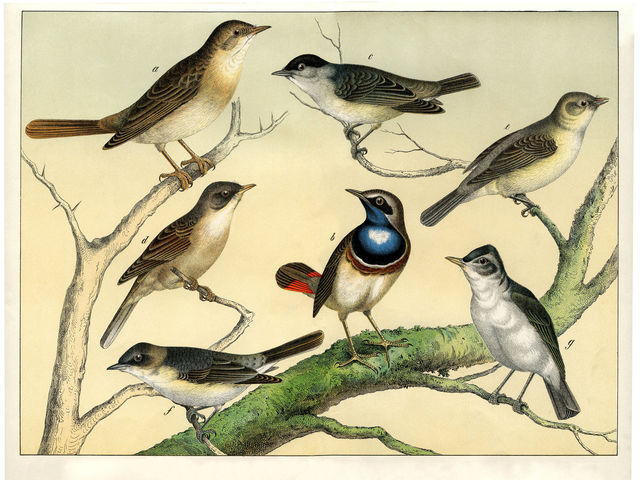 Эта вымершая птица ещё до начала XIX века являлась одной из самых распространенных на земле: