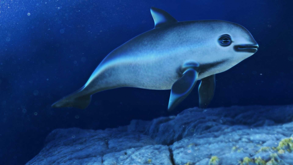 Это самый маленький дельфин в мире, он обитает у побережья Калифорнии и Мексики. Ученые насчитывают всего 200 таких особей. Тем важнее его имя. Как его зовут?