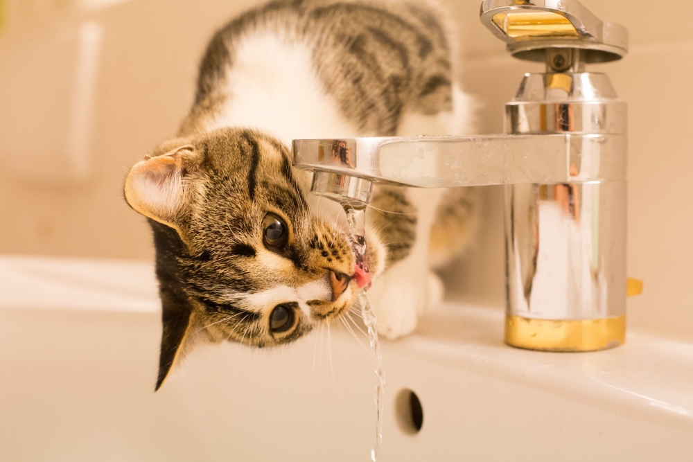Кошки могут пить морскую воду