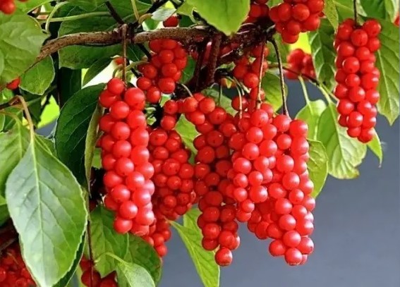 Как называется этот кустарник?