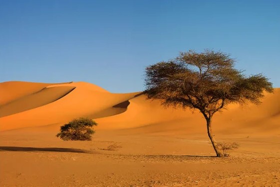 Самая большая в мире пустыня?