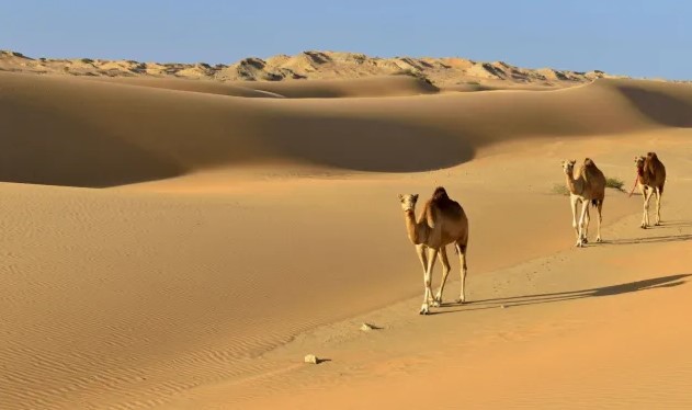 Какая самая большая пустыня в Африке?