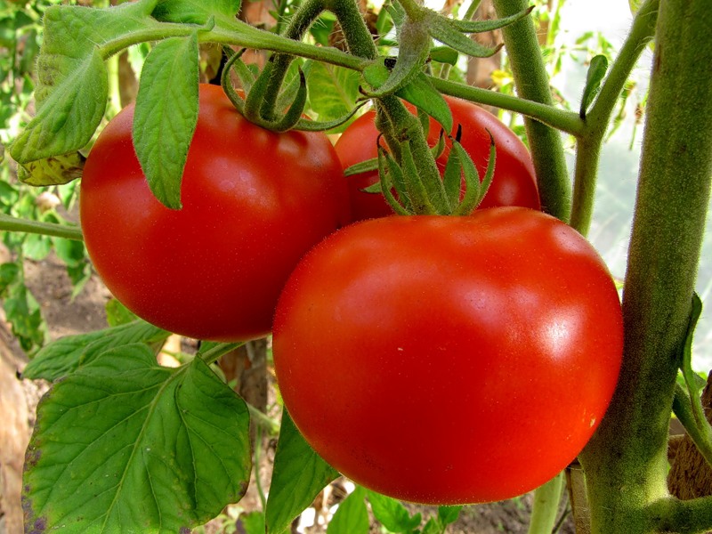 Нужно ли в Италии получать специальное разрешение, чтобы заниматься выращиванием помидоров?
