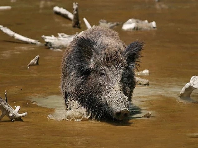Для чего диким свиньям грязь?
