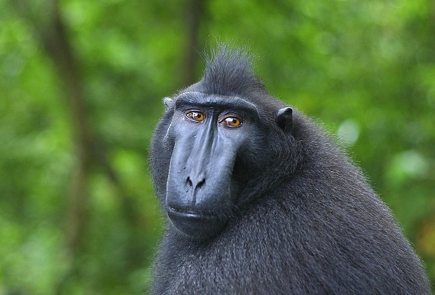 Какое из перечисленных слов обозначает примата из семейства мартышковых, являющегося близким родственником бабуина?