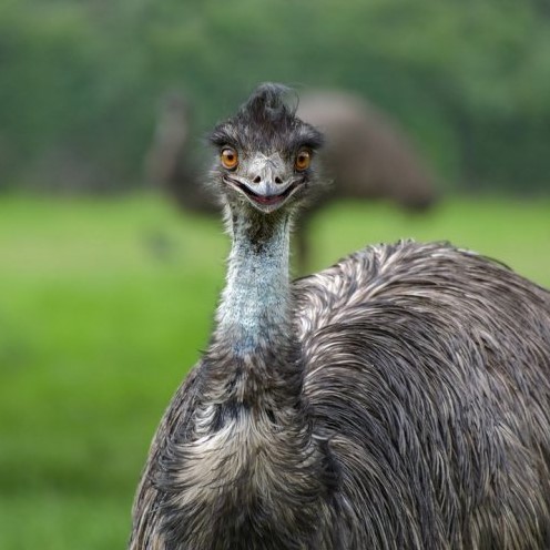 Это птица — одна из крупнейших в Австралии. Как она называется?