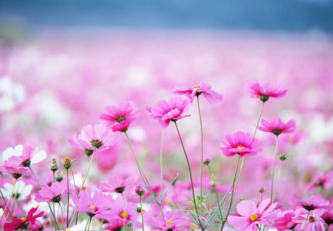 Какой цветок считается самым большим на планете?