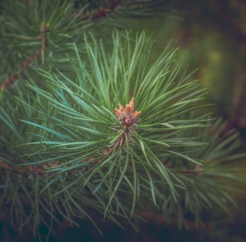 Да-да, это тоже листья. Как называется это хвойное растение?