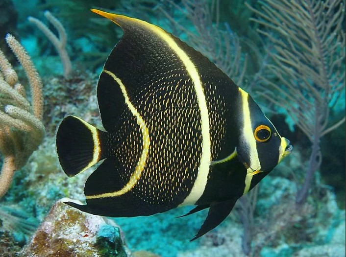 Какая рыба способна менять свой цвет как хамелеон?