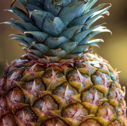 Какое вещество используют для стимулирования цветения этого растения?