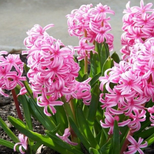 Название этого яркого цветка происходит от имени спартанского принца. В него, согласно легенде, был влюблён Аполлон, который случайно убил своего возлюбленного во время игры в метание диска. Из пролитой крови и появился этот цветок.