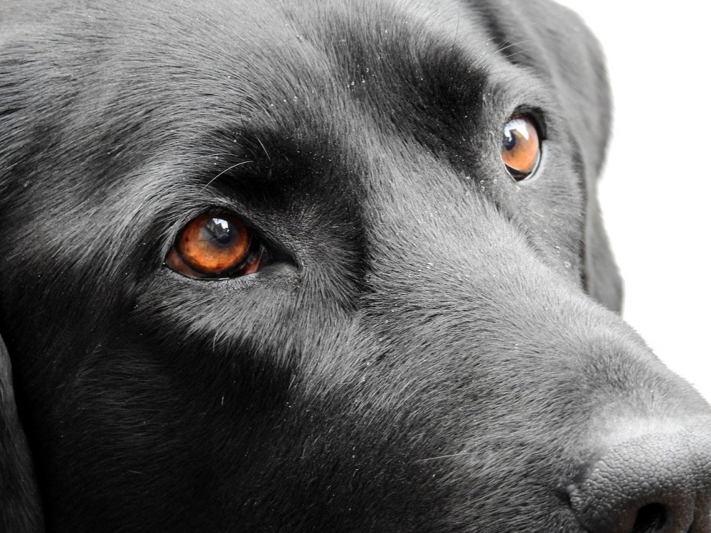 Собаки видят мир чёрно-белым?