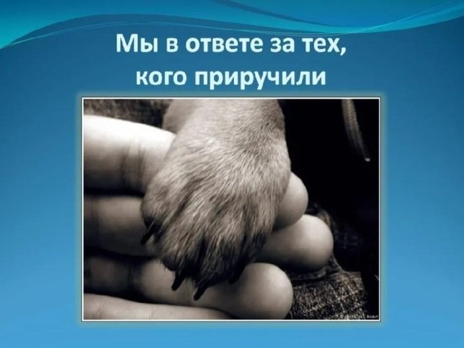 Из какой книги фраза Мы в ответе за тех, кого приручили?