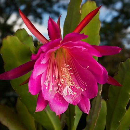 Когда цветёт этот невзрачный кактус просто захватывает дух. Это одно из самых великолепных цветущих домашних растений. 