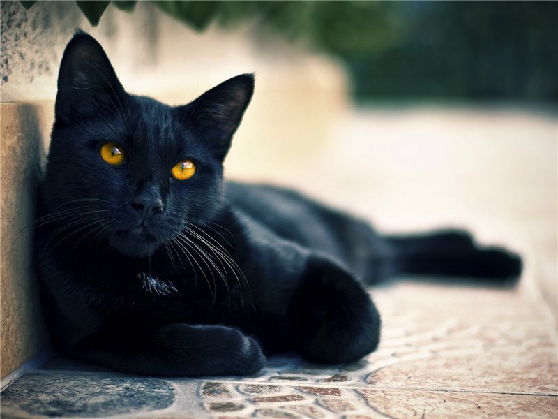 Полностью черного окраса кошек не бывает.