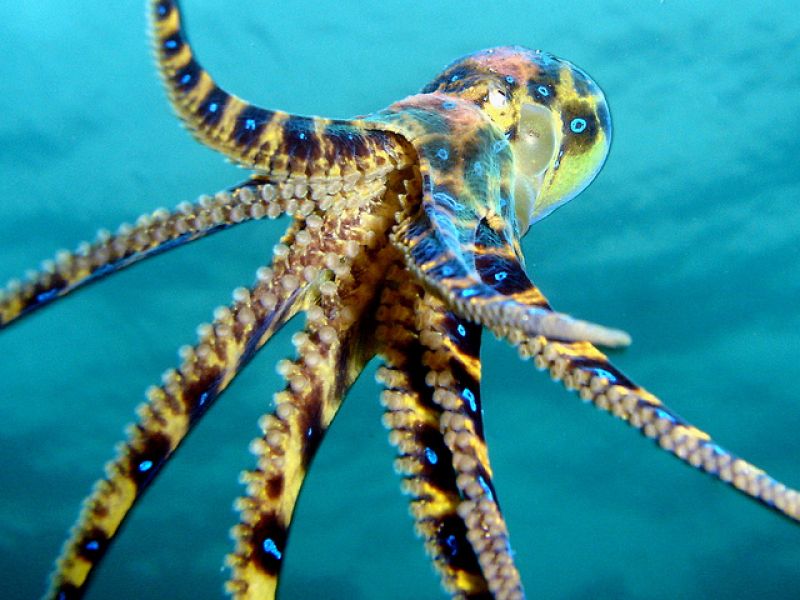 Синекольчатые осьминоги представляют смертельную опасность?