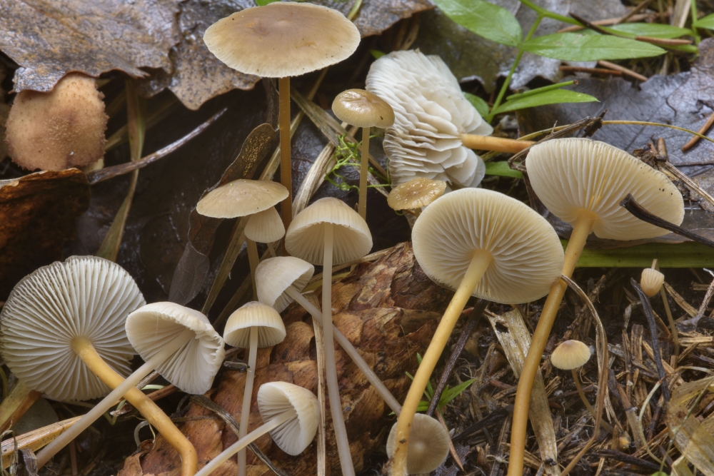 Эти грибы неслучайно в народе называют шишколюбами — качестве субстрата они предпочитают опавшие шишки ели и сосны. Несмотря на горьковатый привкус, они вполне съедобны после предварительного отваривания.