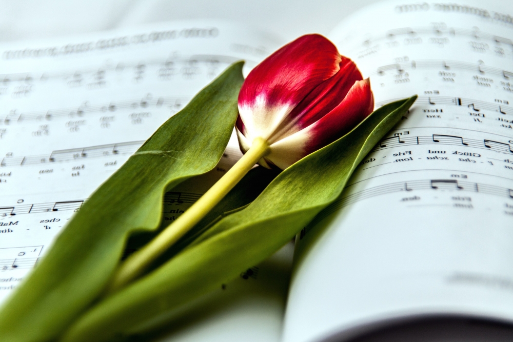 Как называется песня, спетая Николаем Басковым «Все цветы, что только есть на свете, я сорву, чтобы ты открыла сердце мне своё...»?