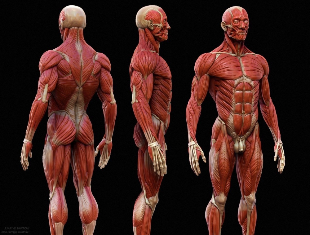 Самая длинная мышца в нашем теле.