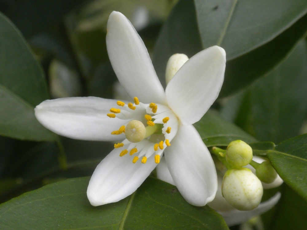 Цветок цитрусового дерева, флердоранж,  – традиционная часть свадебного букета. Плод также используются в медицине и пищевой промышленности