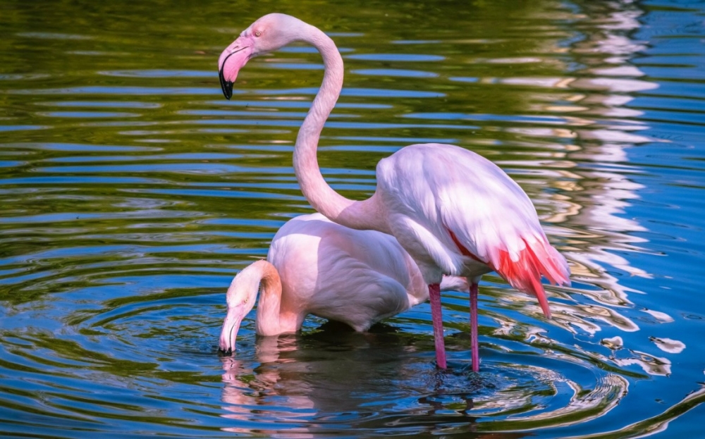 Какова общая длина тела фламинго?