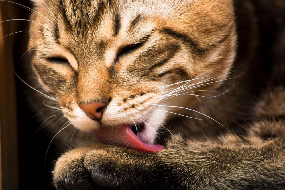 Кошки вылизывают свою шерсть, в том числе для того, чтобы ее запах не отпугнул добычу
