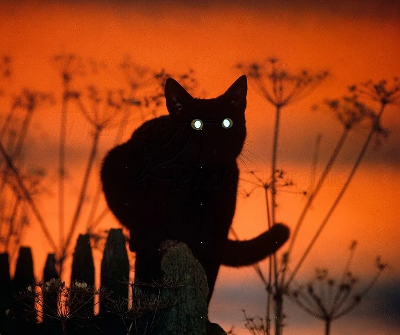 Почему у кошек глаза светятся в темноте?