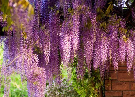 Как называется этот кустарник?