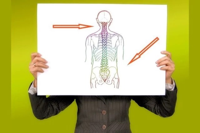 Гибкость позвоночнику придают