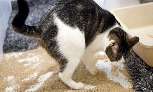Какой лапой КОТЫ обычно роют?