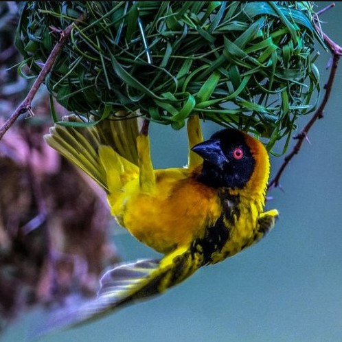 Эта африканская птичка вьет из травы очень необычные гнёзда. Как она называется?