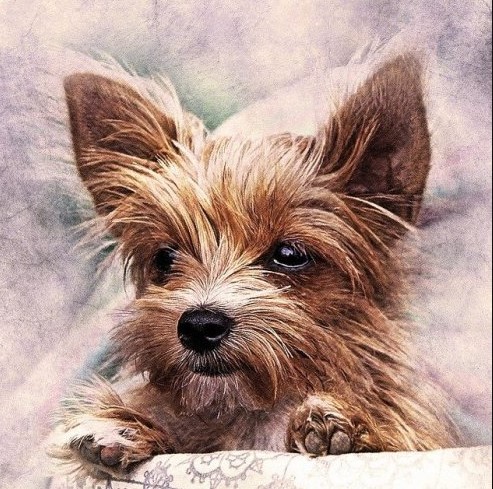 Как звали собачку в сказке «Волшебник Изумрудного города»?