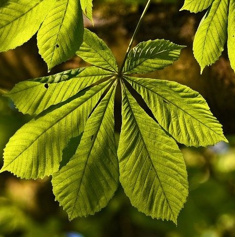 Плоды этого растения жарят и пекут, добавляют в муку и кондитерские изделия. Как оно называется?